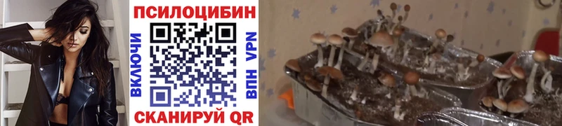 Купить закладки  Покров  Псилоцибиновые грибы мухоморы 